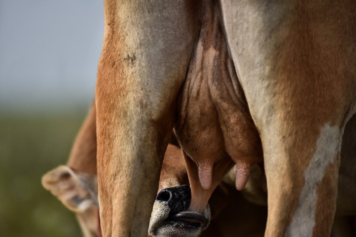 The Importance of Quality Feed in Livestock Nutrition