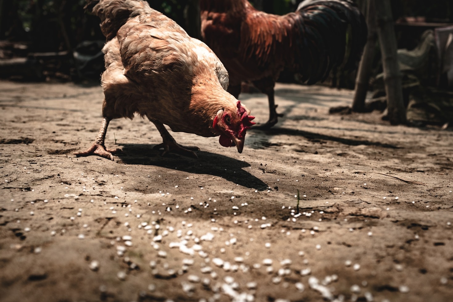 How to Choose the Right Animal Feed for Your Farm