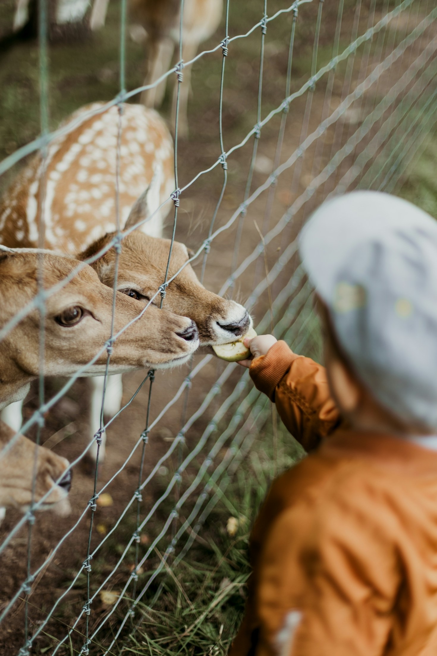 5 Benefits of Using Premium Poultry Feeds