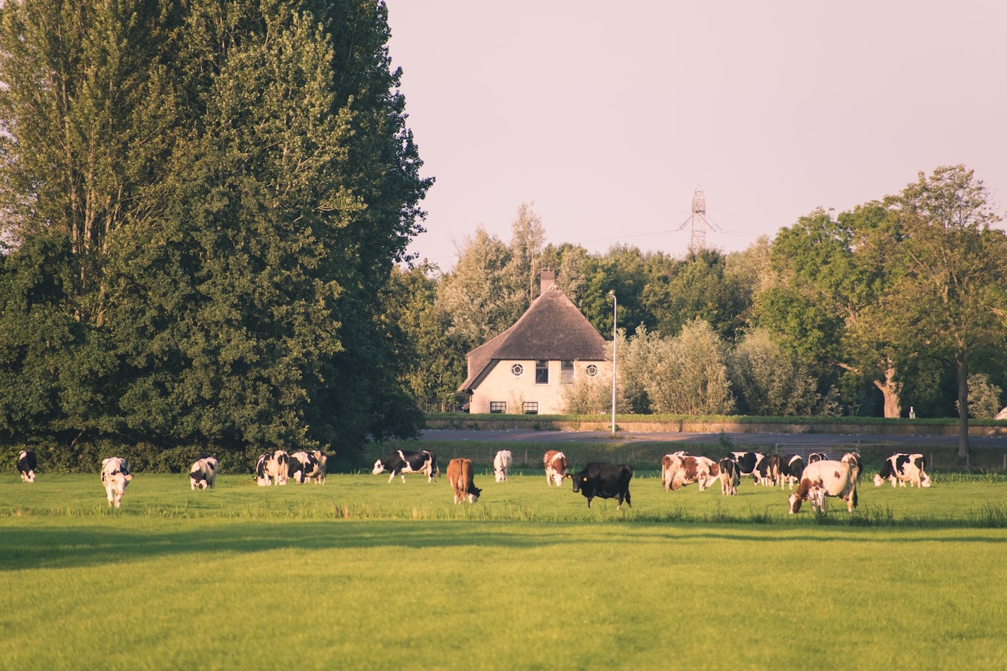 Understanding the Nutritional Needs of Your Livestock
