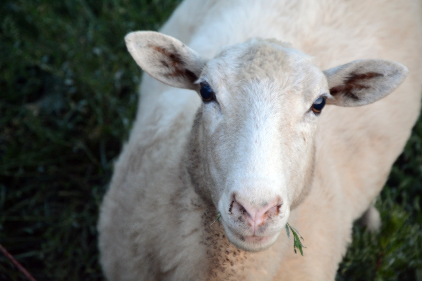 Sustainable Practices in Animal Feed Production