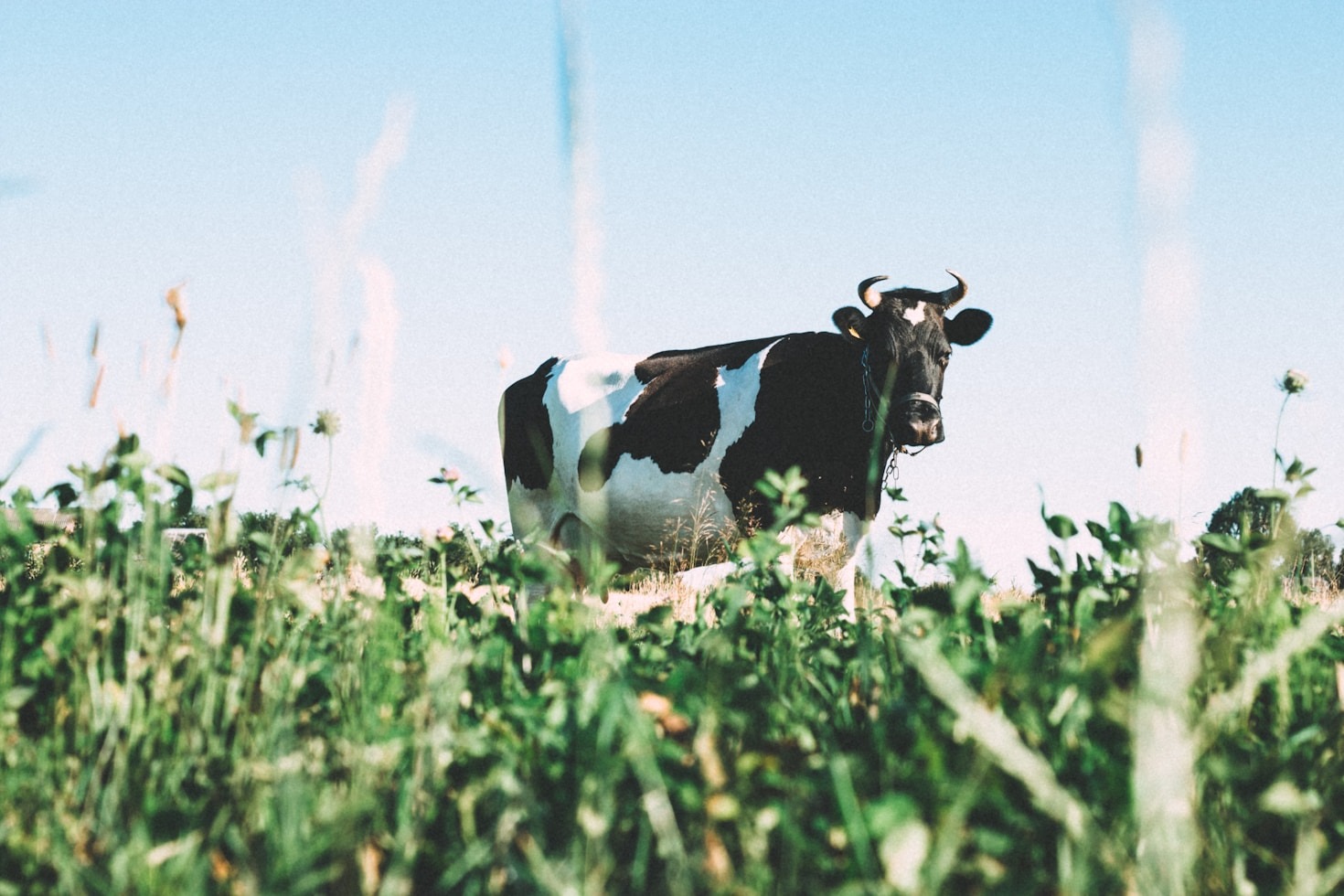 Enhancing Poultry Health with Balanced Diets