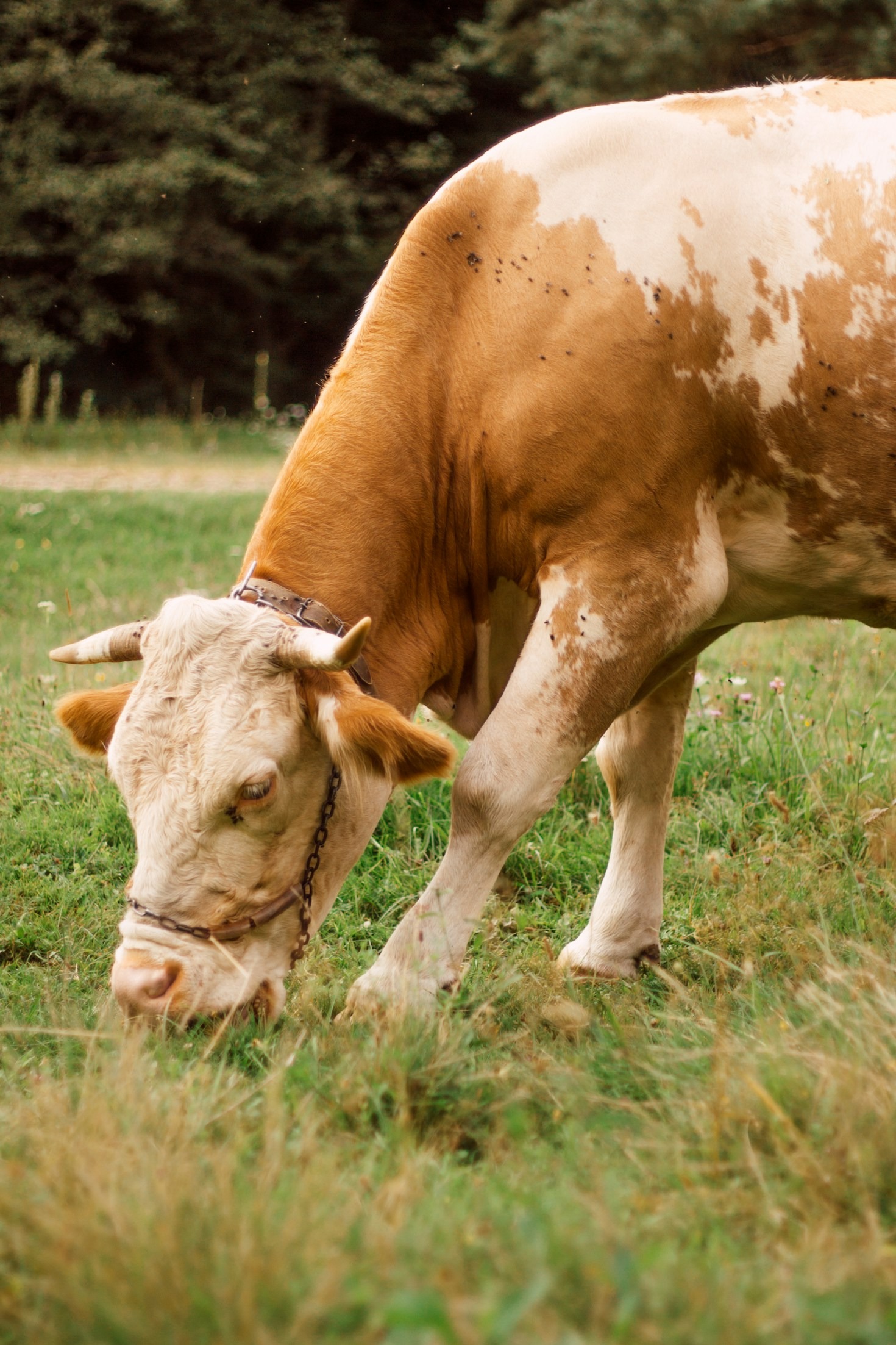 Innovations in Animal Feed: What Farmers Need to Know